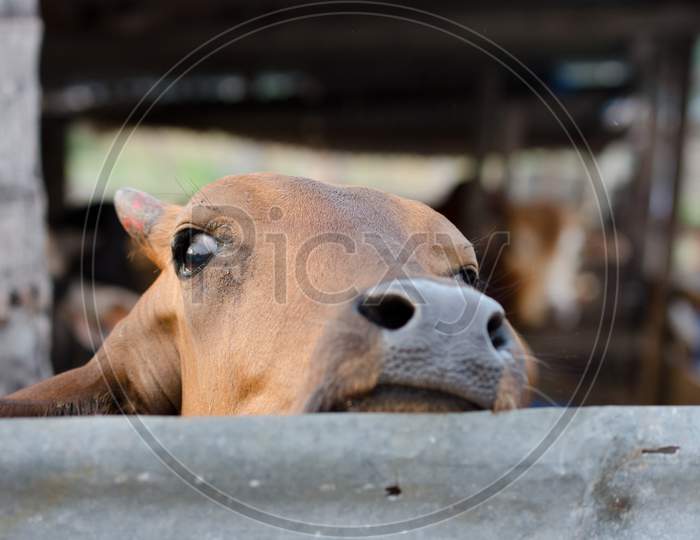 Close Up The Head Of Cow At Cage