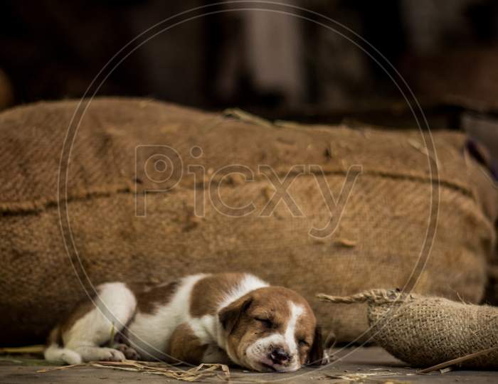Cute Sleeping Street Dog Puppy. Small Puppy Dog Sleeping On The Market Road In India. Home Less Street Dog Puppy Lying.