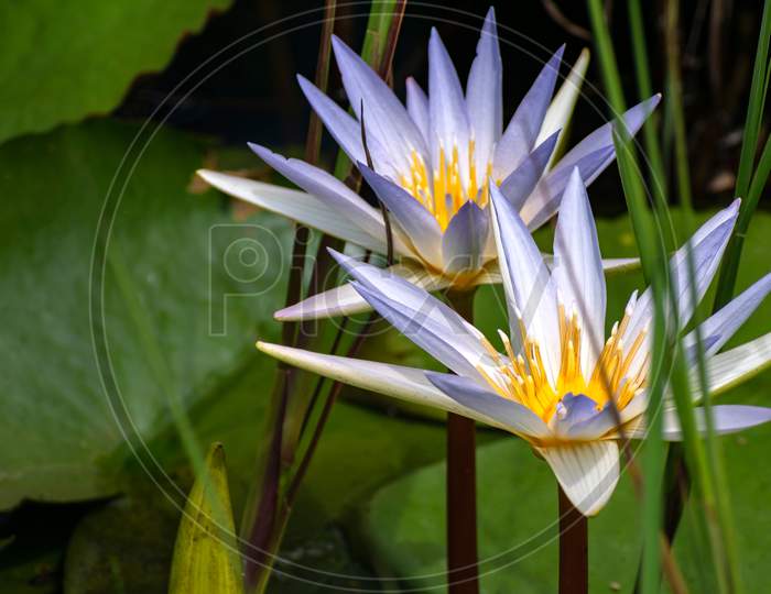 Image of Nymphaeaceae flowers commonly called water lily along with green leaves on a village pond of India, outdoors photography