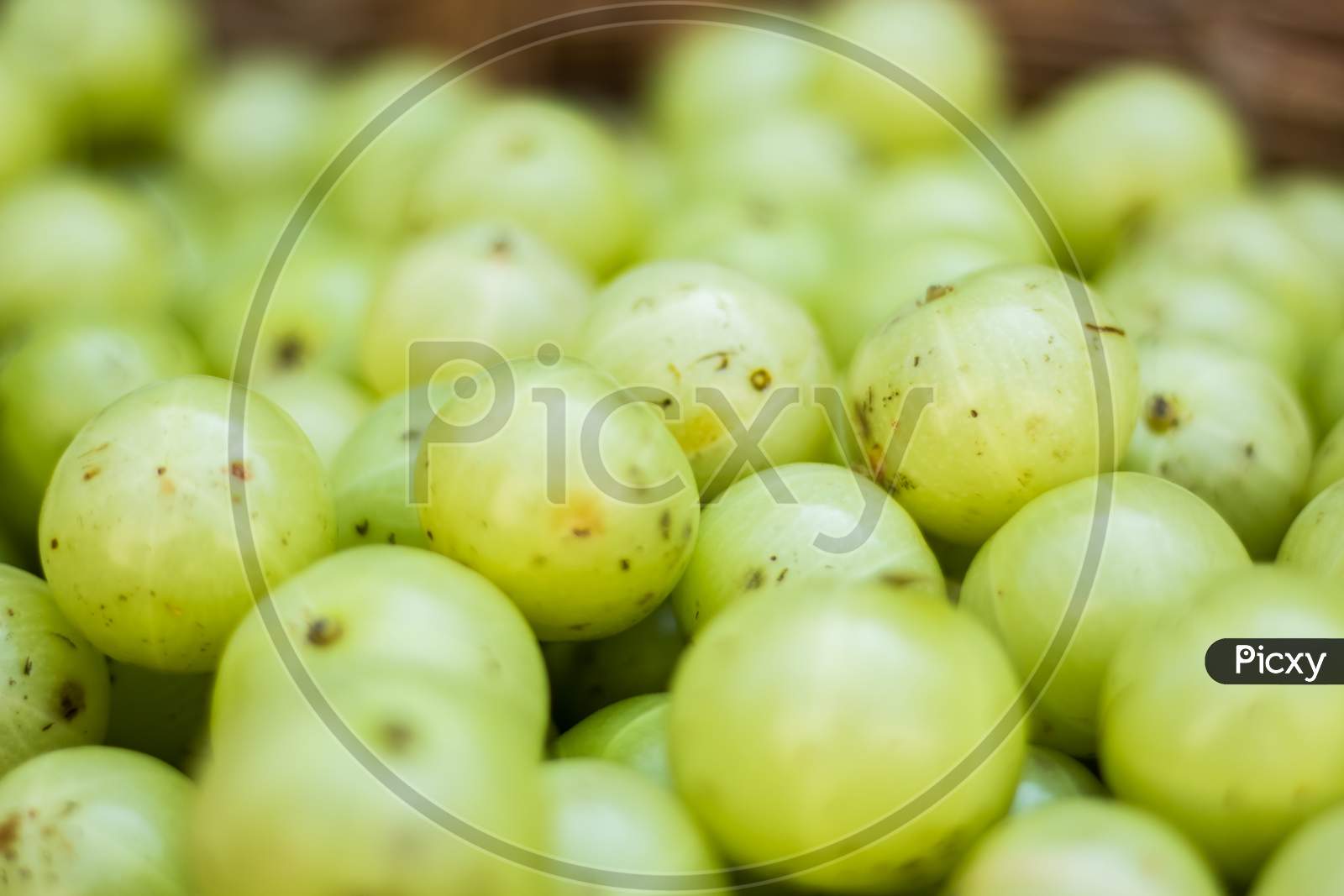 Fresh Amla Fruit On Local Market Closeup . Gooseberry For Sale In Bazaar Market. Indian Gooseberry (Phyllanthus Emblica), Malacca Tree, Or Amla Fruit. Emblic Fruits For Sale In The Fruit Market