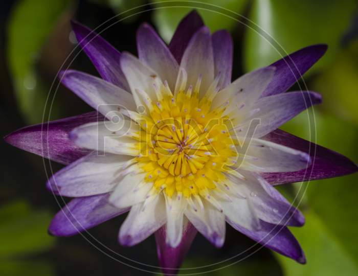 Purple Water Lily With Yellow Stamen Above The Water. White And Purple At The Petals.