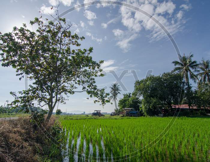Paddy Field With A Tree And Tractor In The Morning.