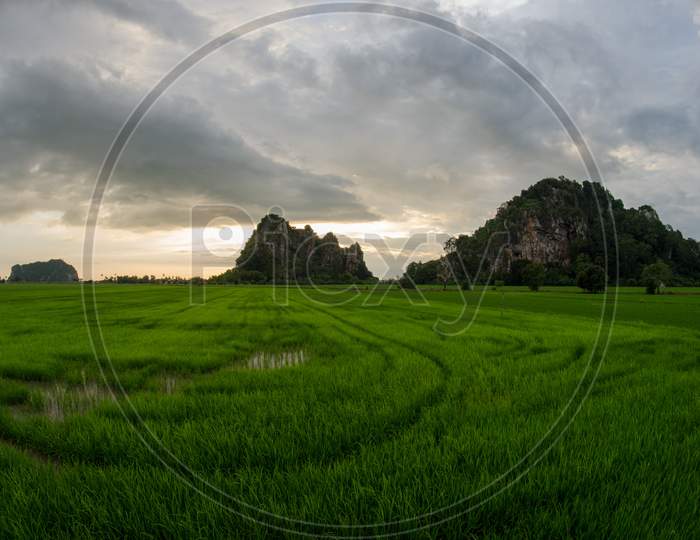 Paddy Field At Kodiang Kedah During Sunset. Background Is Limestone Hill.