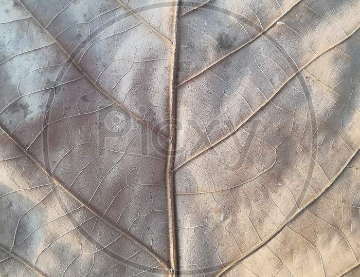 Pattern in a leaf
