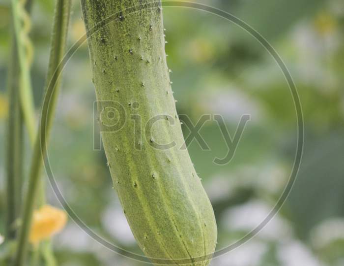 Cucumber. Organic Farm Is Agricultural System Rapidly Developed Now.