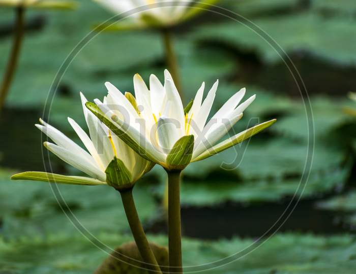 Lovely flowers White Nymphaea alba commonly called water lily among green leaves