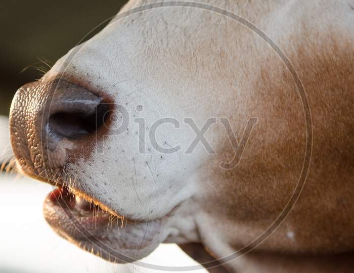 Close Up Of Cow Nose And Mouth.