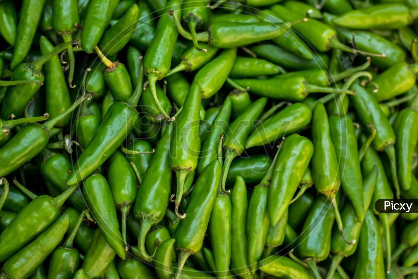 Green Chilli Peppers For Sale At Street Market. Green Chillis Freshly Plucked At The Farm. Fresh Produce Market With Close-Up View Of Pile Of Green Chilli Peppers