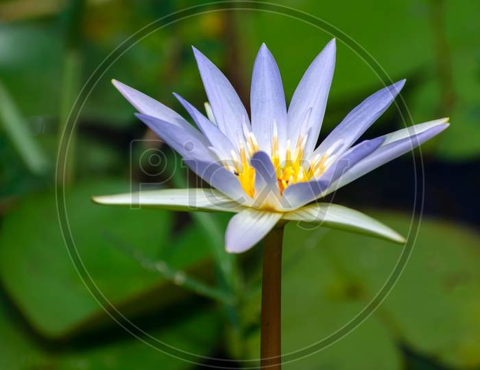 Image of Nymphaeaceae flowers commonly called water lily along with green leaves on a village pond of India, outdoors photography