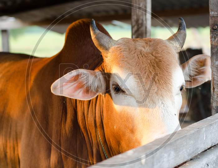 Close Up To Head Of Cow From Cage With Light From Side.
