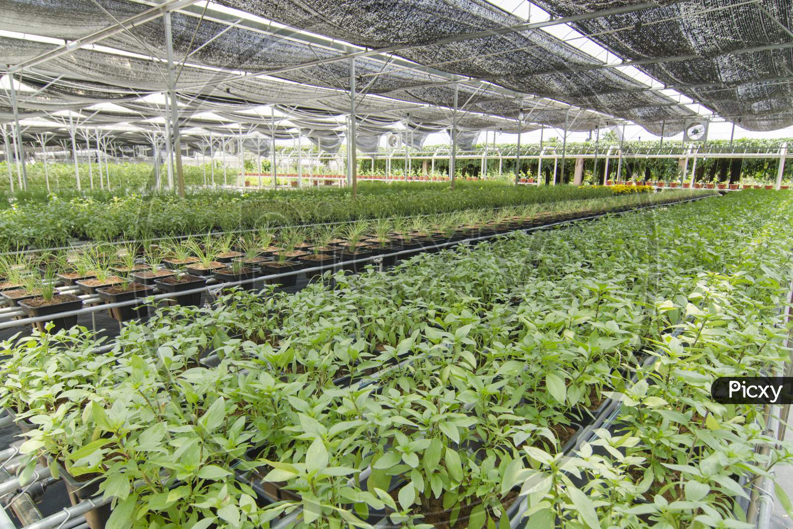 Organic Farm Is  Agricultural System Rapidly Developed Now. Organic Crops Growing In Plastic Covered Greenhouse