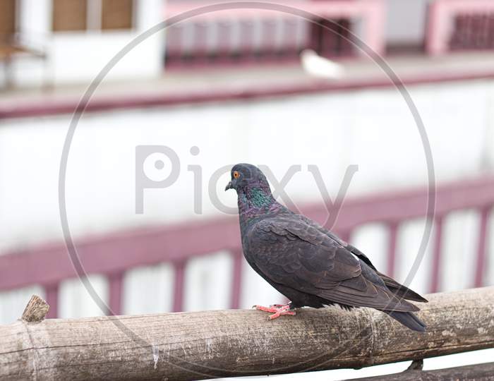 pigeon sitting on a bamboo stock photo.