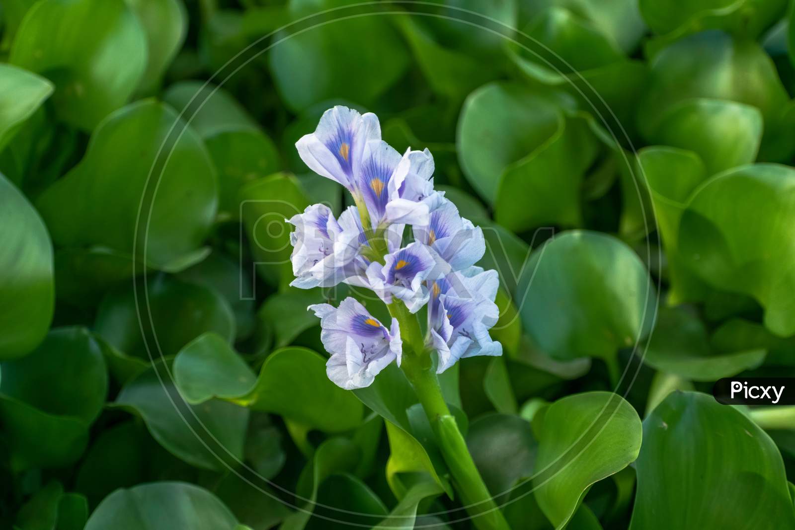 Eichhornia crassipes, commonly known as common water hyacinth