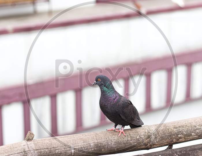pigeon sitting on a bamboo stock photo.