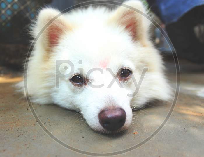 Portrait Of Indian Spitz Dog. White Pomeranian Dog Spitz.