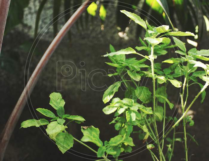 Holy Basil Plant Or Tulsi On Low Angel.Scientific Name Ocimum Tenuiflorum.Commonly Known As Holy Basil Or Tulsi,It Is Native To The Indian Subcontinent And Southeast Asian . Basil Leaf Healthy For Human