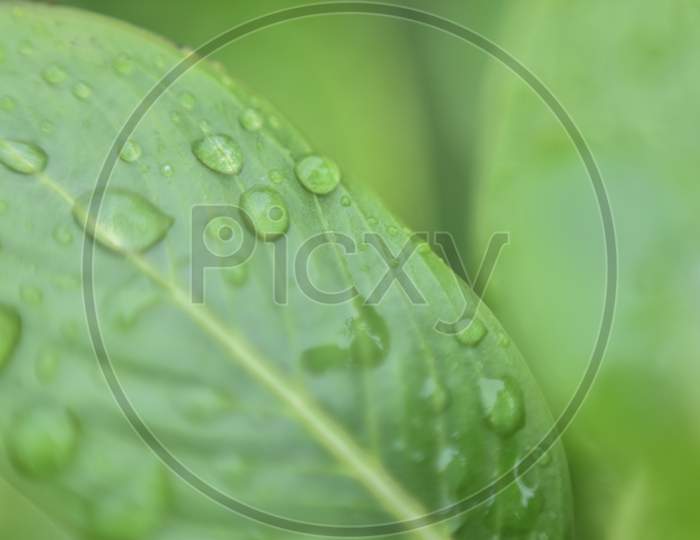 beautiful green leaf with rain water drops