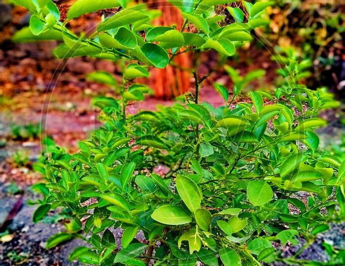 Green Lemon tree
