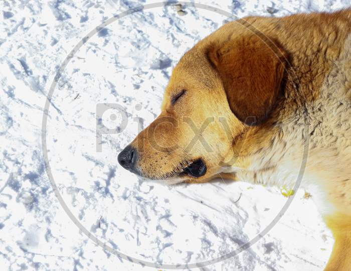 A Brown Colored Dog Sleeping On The Snow