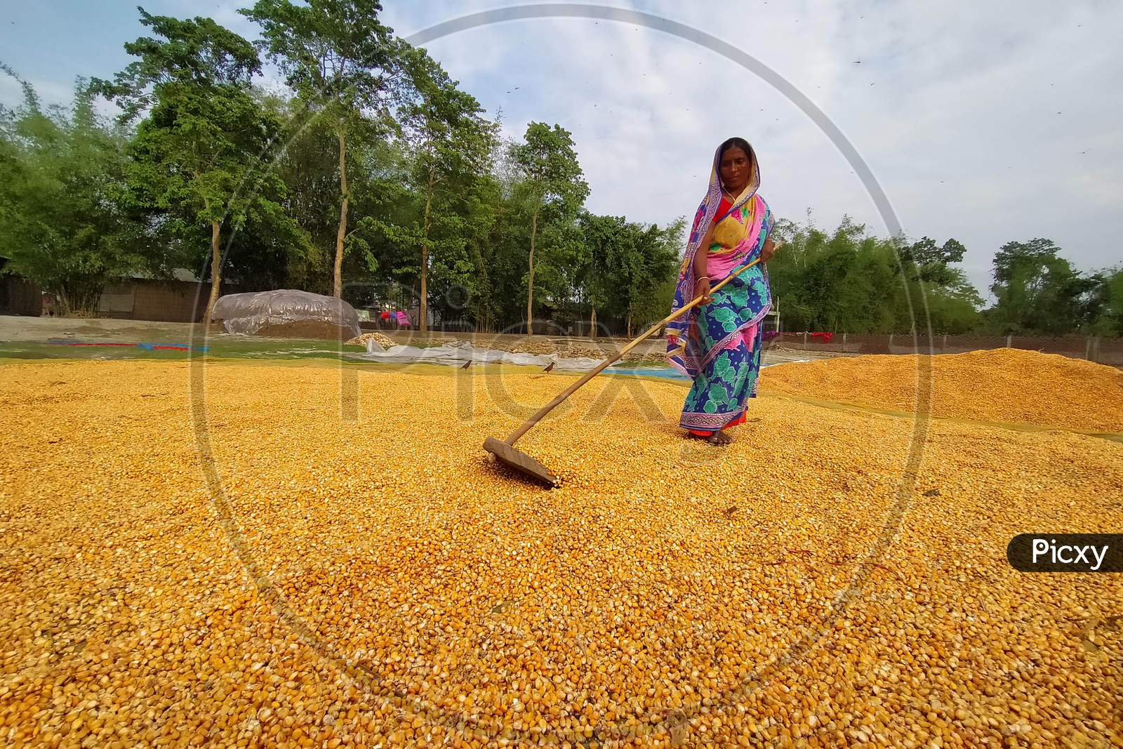 A Women  Spreads Maize Husks To Dry In A Field At Hajo In Kamrup District Of Assam On April 25,2020