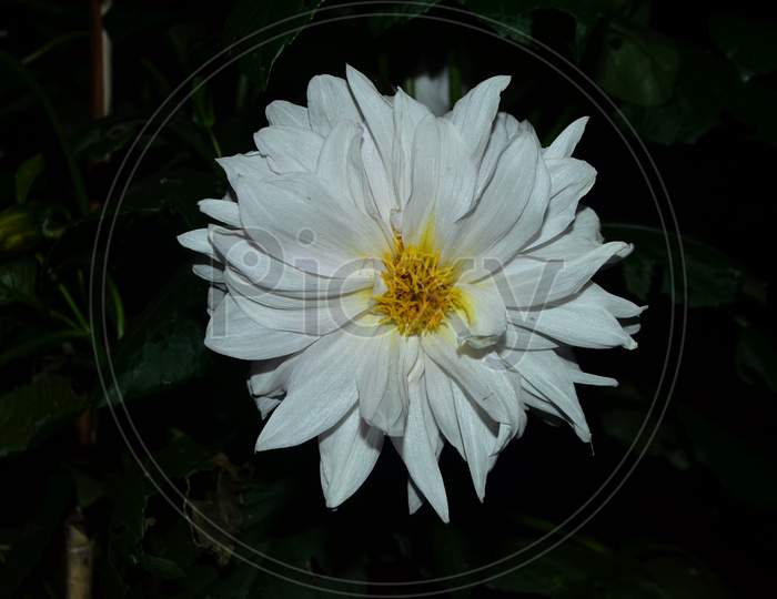 Beautiful white flower in the garden