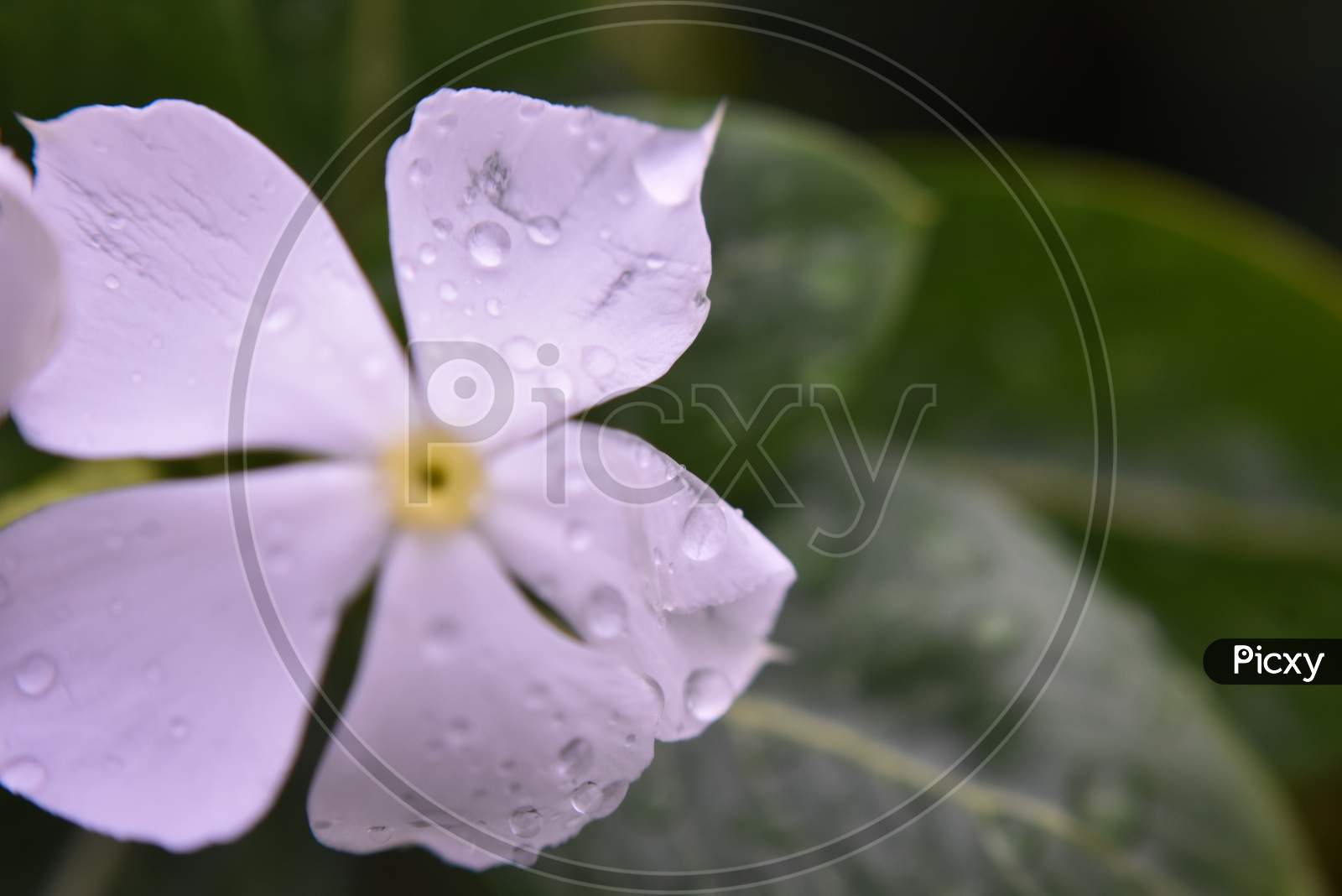 beautiful white flower with water drops