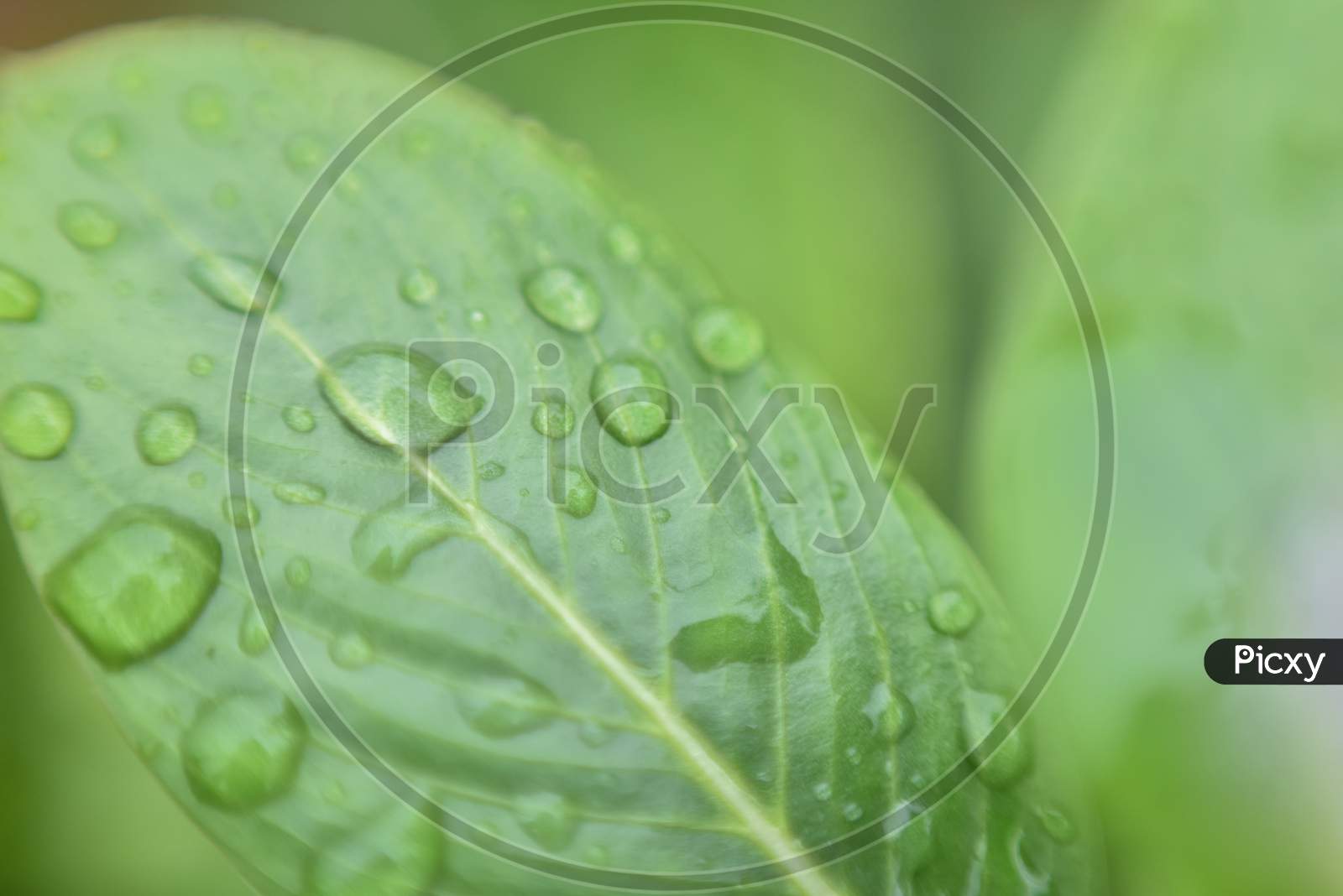 beautiful green leaf with rain water drops