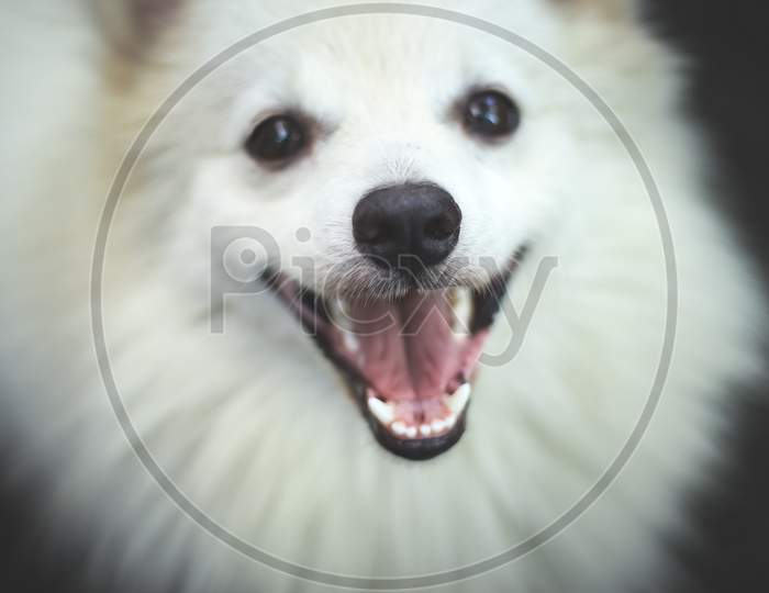 Portrait Of Indian Spitz Dog. White Pomeranian Dog Spitz.