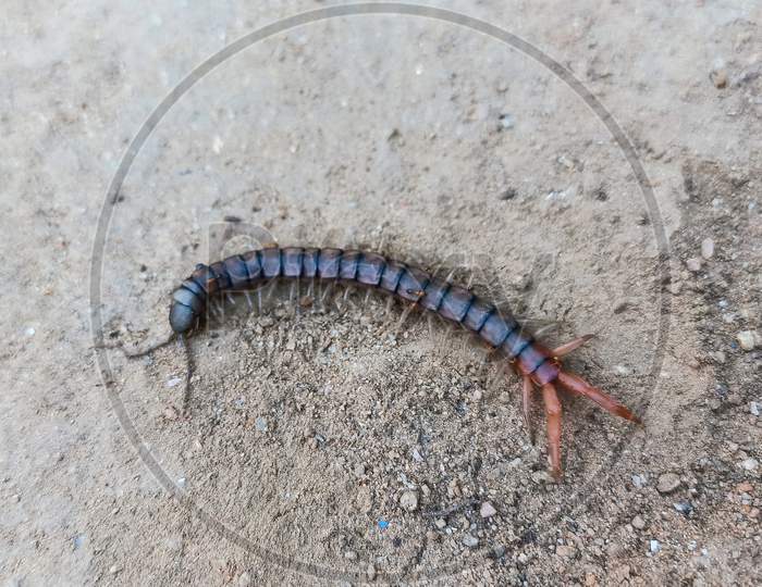 Indian Centipede