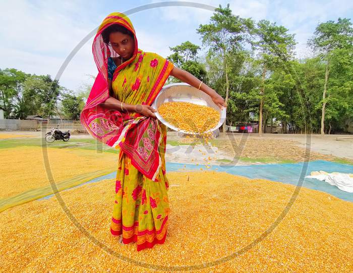 A Women  Spreads Maize Husks To Dry In A Field At Hajo In Kamrup District Of Assam On April 25,2020