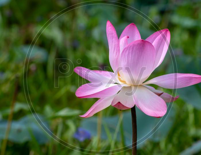 Lotus flower, the lotus ponds in the peaceful and quiet countryside