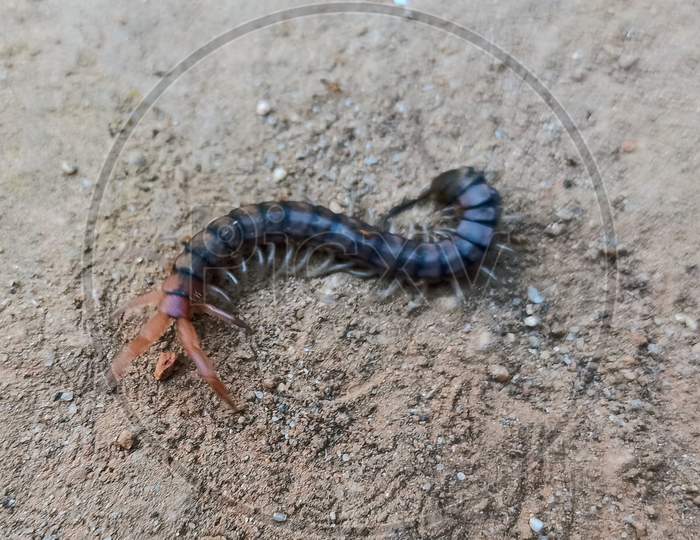 Indian Centipede