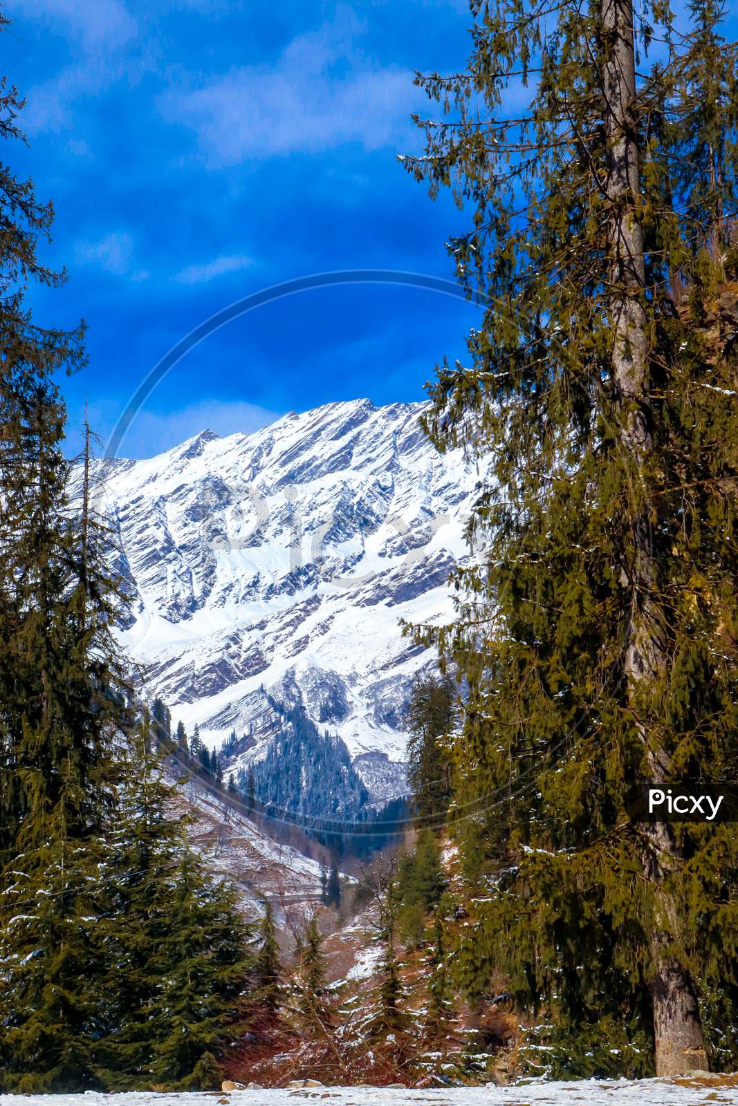 Pine Tree On Both Sides Of The Frame And Snow-Covered Mountain In The Middle.