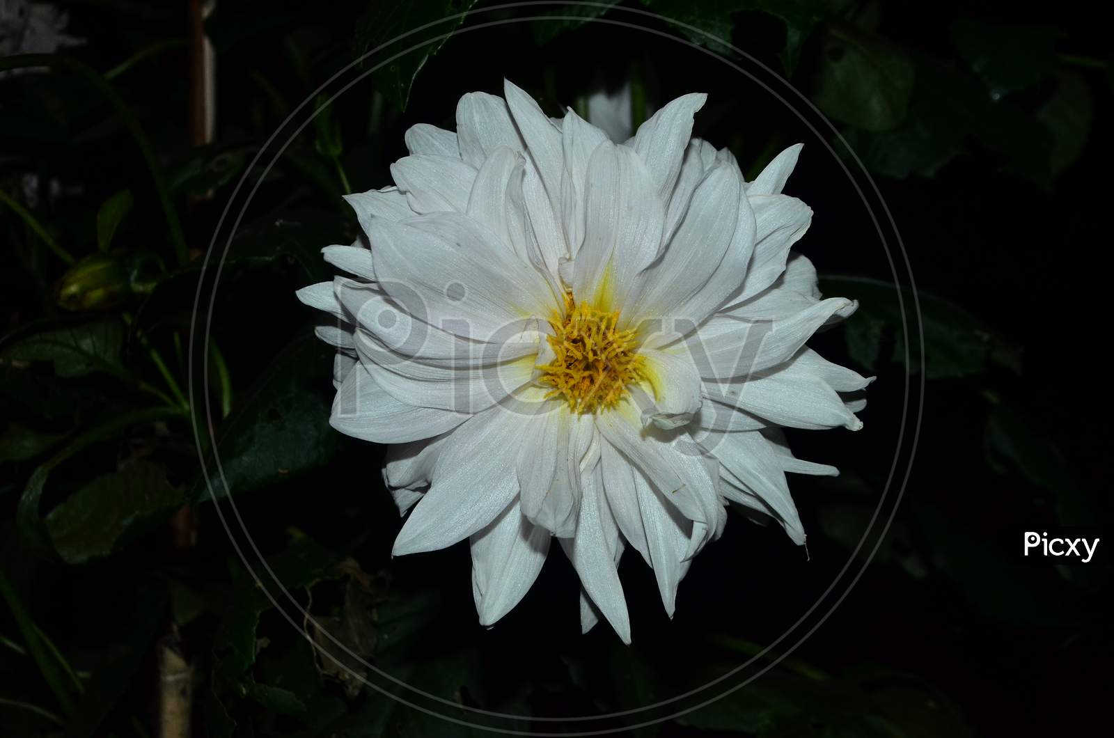 Beautiful white flower in the garden