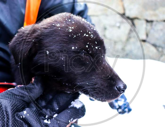 The Black Colored Dog Held In The Hands Of A Person With Some Of His Face Covered With Snow.