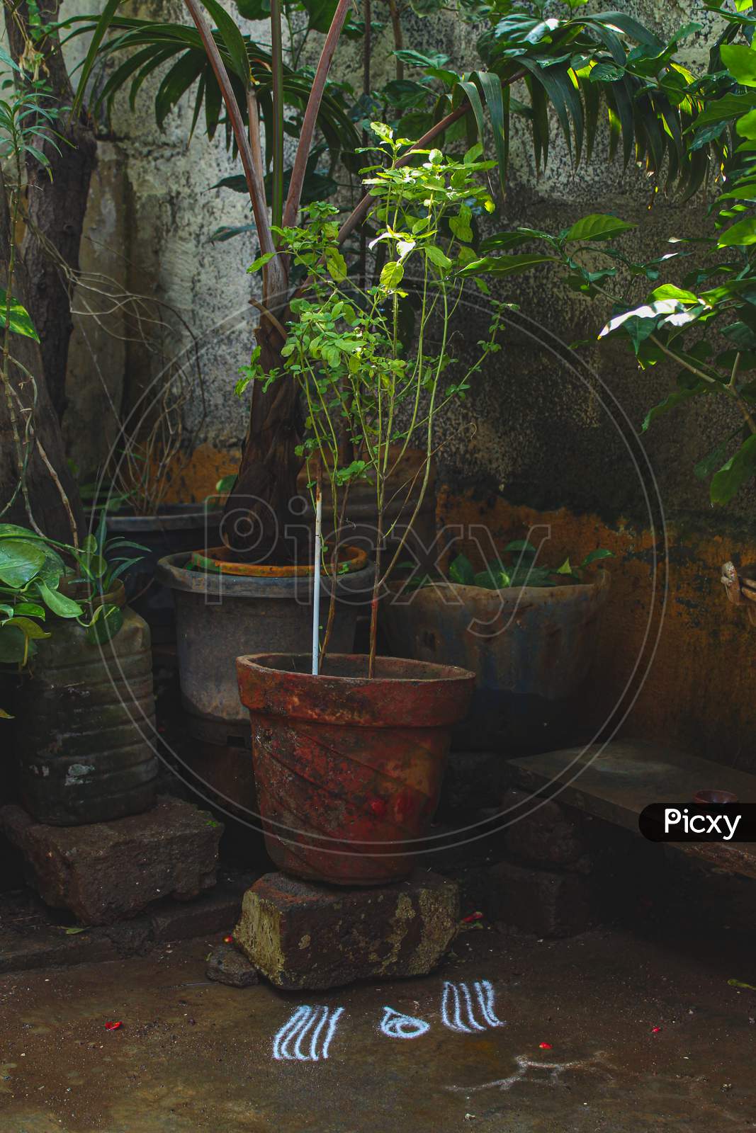 Image of Holy Basil Plant Or Tulsi On Low Angel.Scientific Name