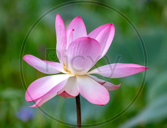 Lotus flower, the lotus ponds in the peaceful and quiet countryside