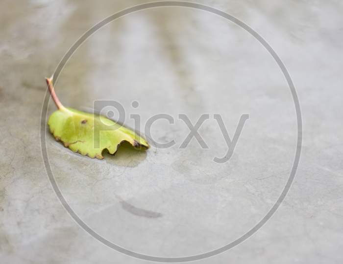 green leaf on the floor in rain