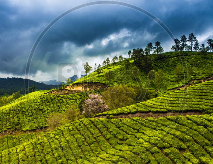 Tea Plantations - Munnar
