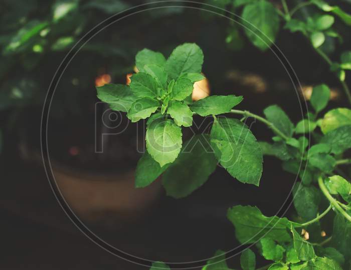 Holy Basil Plant Or Tulsi On Low Angel.Scientific Name Ocimum Tenuiflorum.Commonly Known As Holy Basil Or Tulsi,It Is Native To The Indian Subcontinent And Southeast Asian . Basil Leaf Healthy For Human