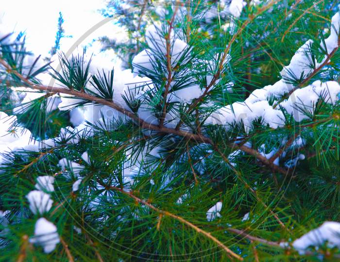 Snow Covered Pine Tree Branches Close Up