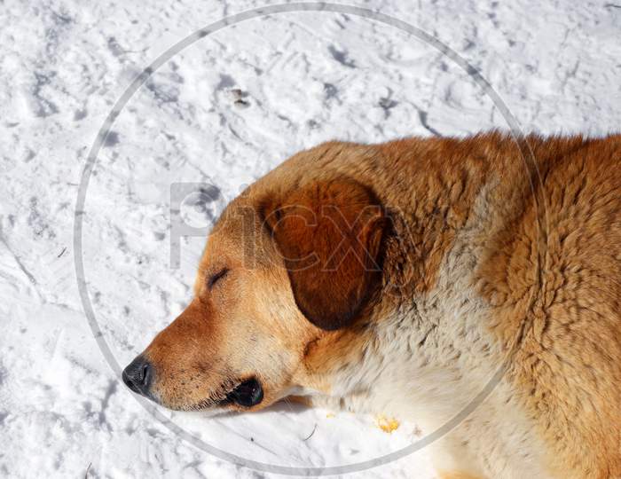 A Brown Colored Dog Sleeping On The Snow