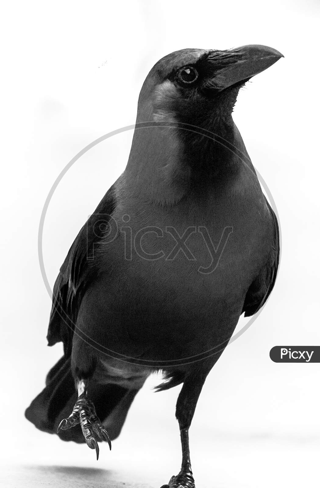Black Crow Walking On White Isolated Background. High Key Crow Bird Photo
