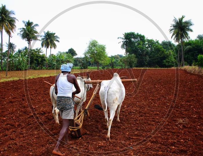 A farmer ploughing agriculture lands