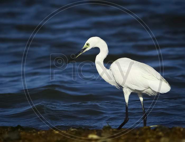 White Egret Hunting Fish In The Marshland Waters. Chennai. India. The Great Egret (Ardea Alba), Also Known As The Common Egret Fishing In The Shallow Lagoon.White Heron With Water Background