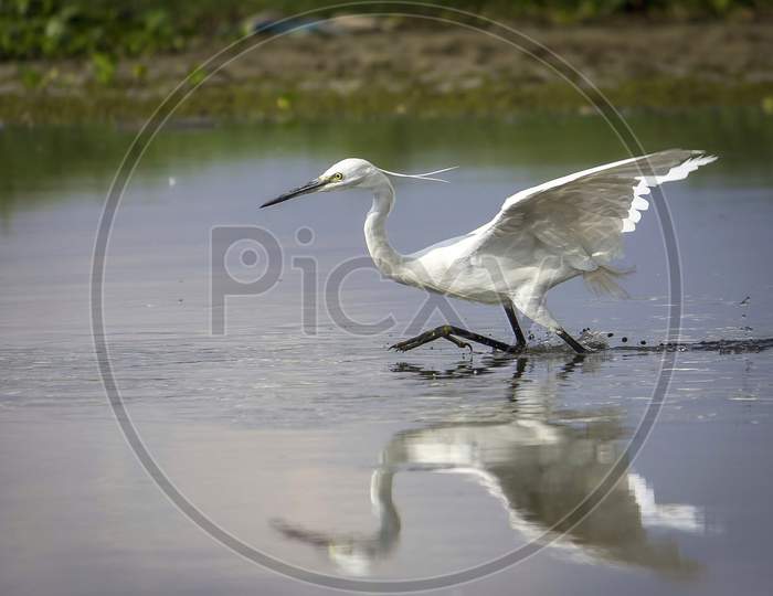 White Egret Hunting Fish In The Marshland Waters. Chennai. India. The Great Egret (Ardea Alba), Also Known As The Common Egret Fishing In The Shallow Lagoon.White Heron With Water Background