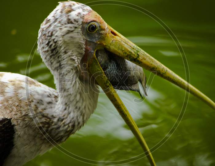 Closeup Of Painted Stork With Big Lake Fish In Beak To Ea. Painted Stork Hunting Fish In The Mouth