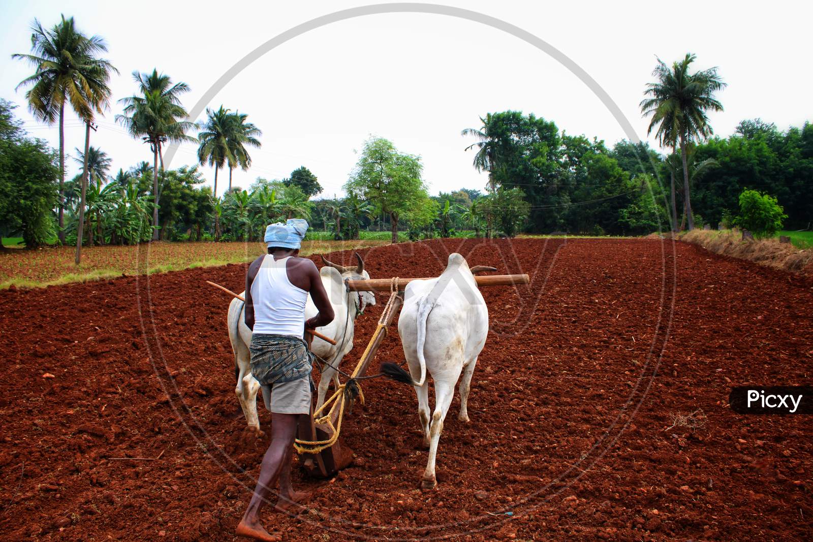 A farmer ploughing agriculture lands