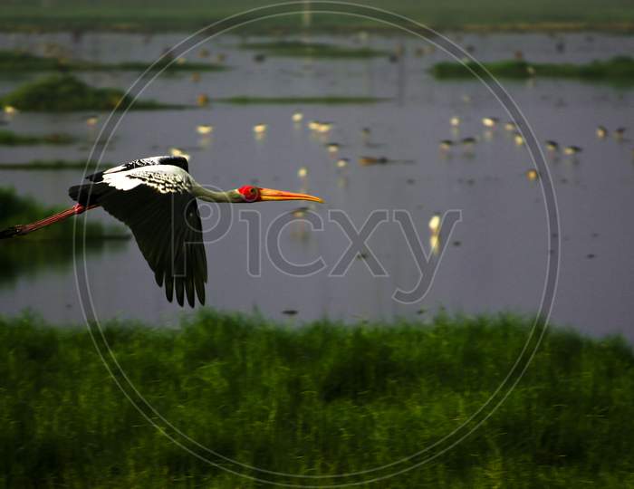The Painted Stork (Mycteria Leucocephala) Flying Above The Marshland A Painted Stork Bird Took From The Water.