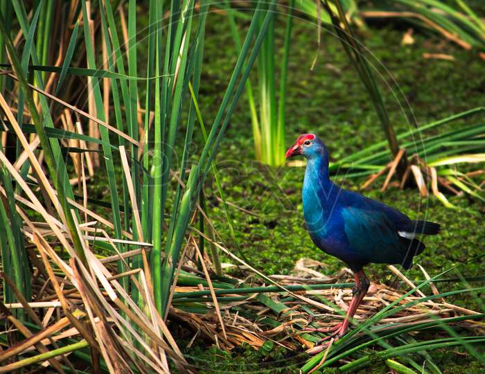 Purple Swamphen Also Called As Western Swamphen Hunting On Marshland. Colorful Purple Swamphen With Big Foot And Long Fingers Walking And Feeding On The Seashore Chennai. India.